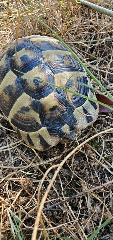 Tortue terre femelle 14 ans 250 30250 Aspères