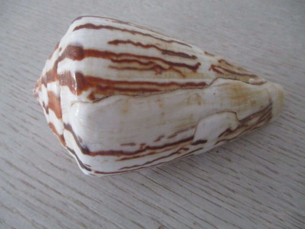 collection coquillage 