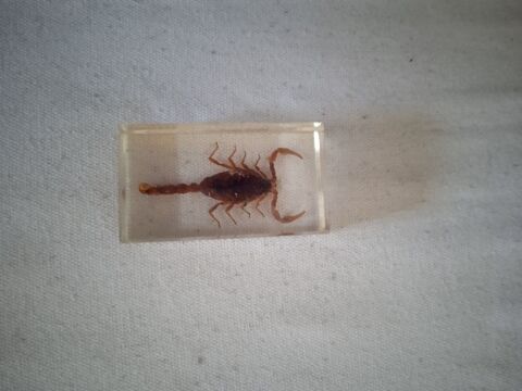 V�ritable Scorpion rouge
Dans un coffret r�sine
Excellent 10 Talange (57)