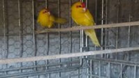   Kakariki 