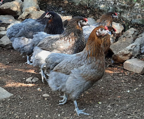 Poule pondeuse et ornemental livraison possible :-) 22 77540 Courpalay