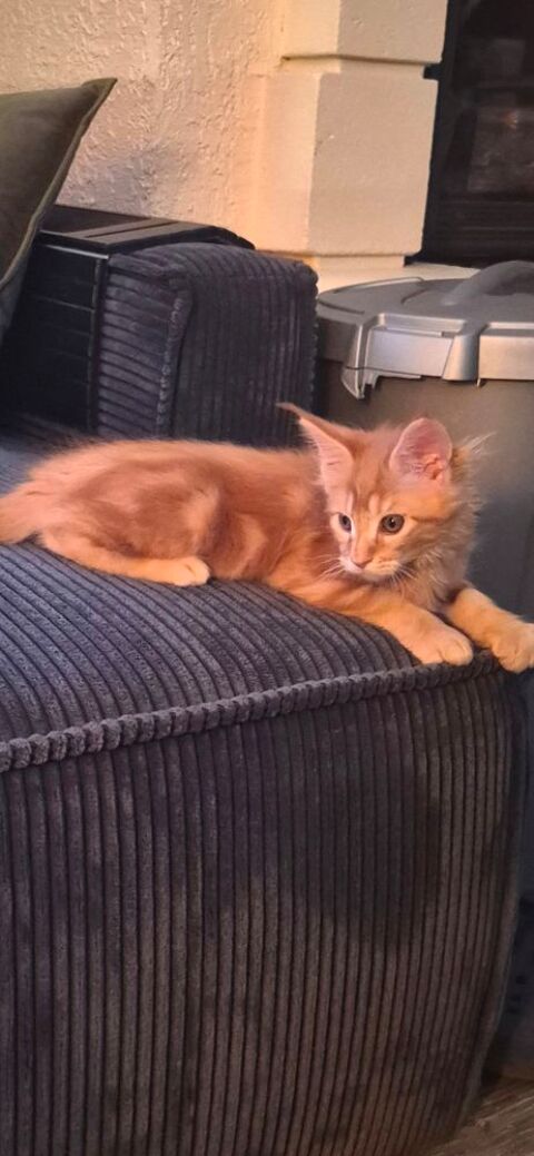 Maine coon 1080 78980 Saint-illiers-le-bois