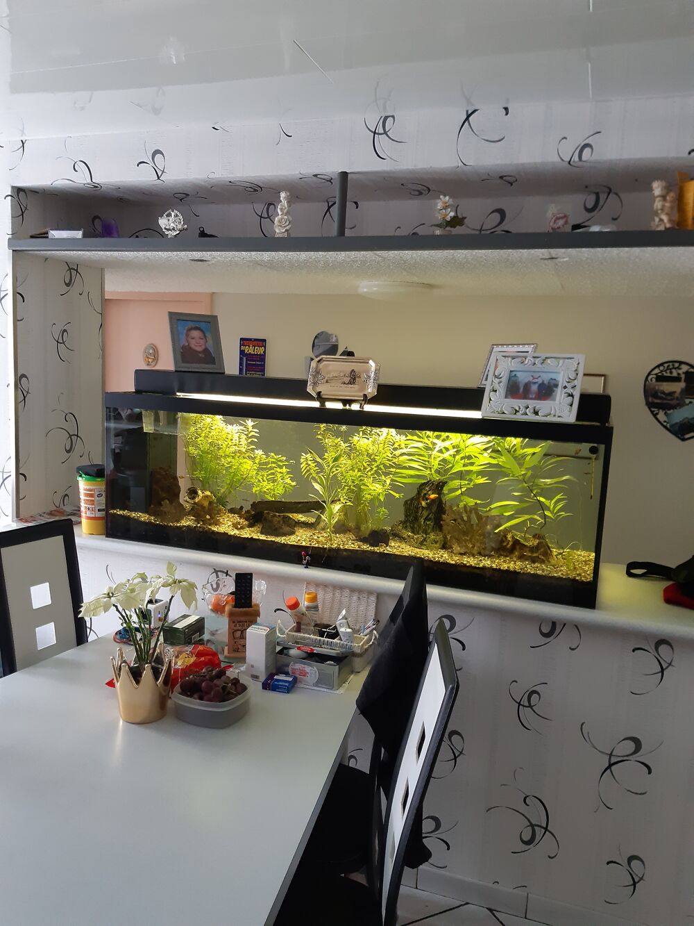 Aquariums 400l et 110l Décoration