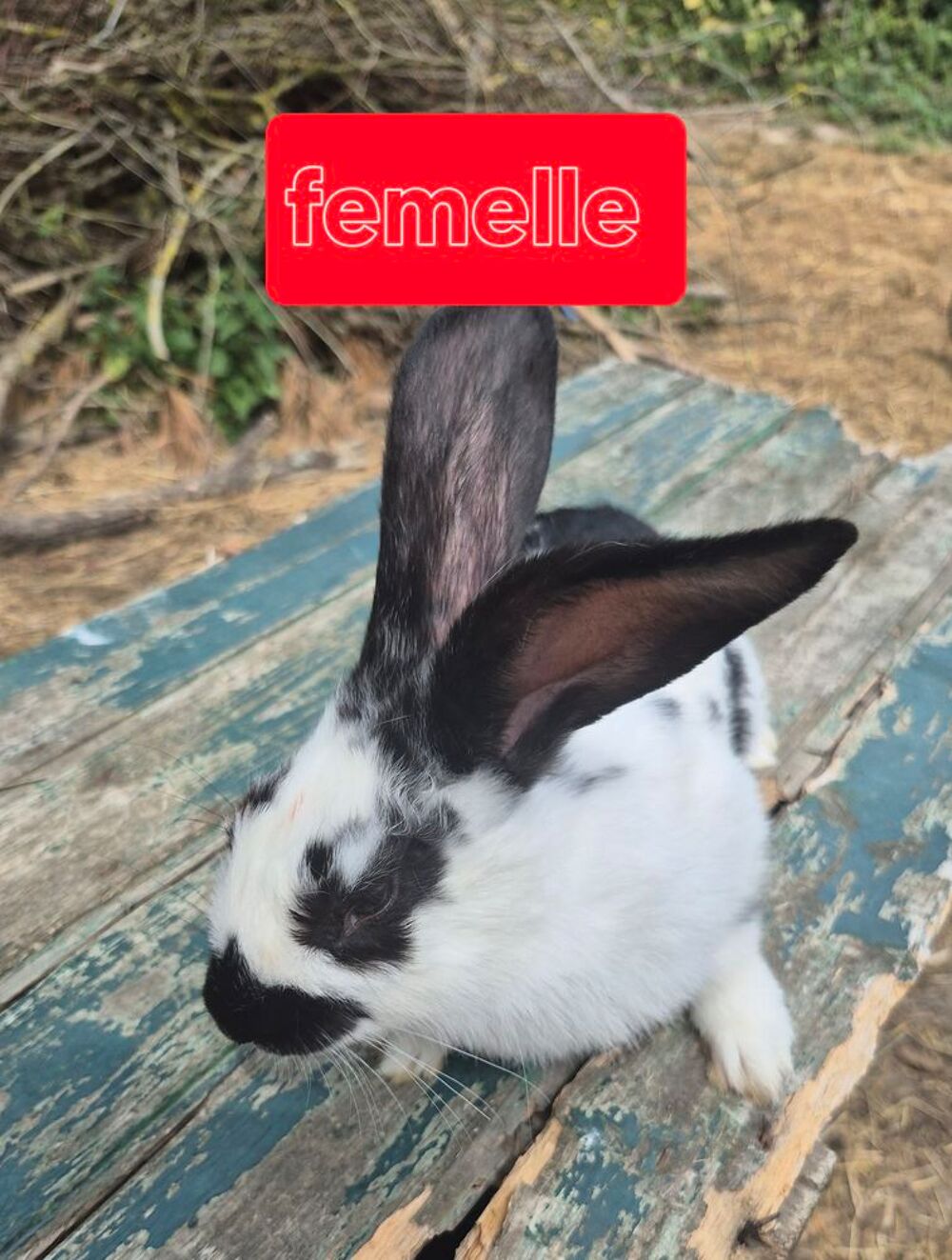   lapin papillon 