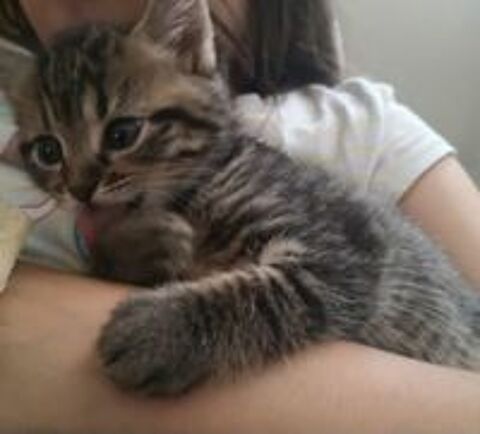   Chatons disponibles de suite 