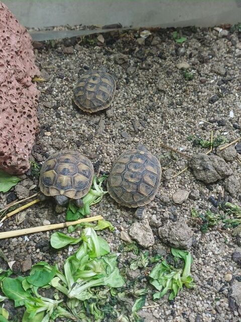 Jeunes tortues testudo 75 91260 Juvisy-sur-orge