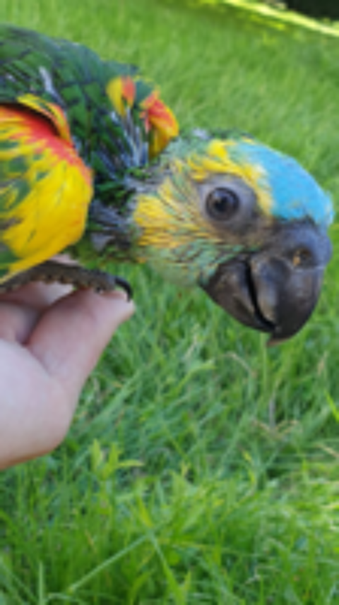   AMAZONE A FRONT BLEUE ELEVE A LA MAIN 