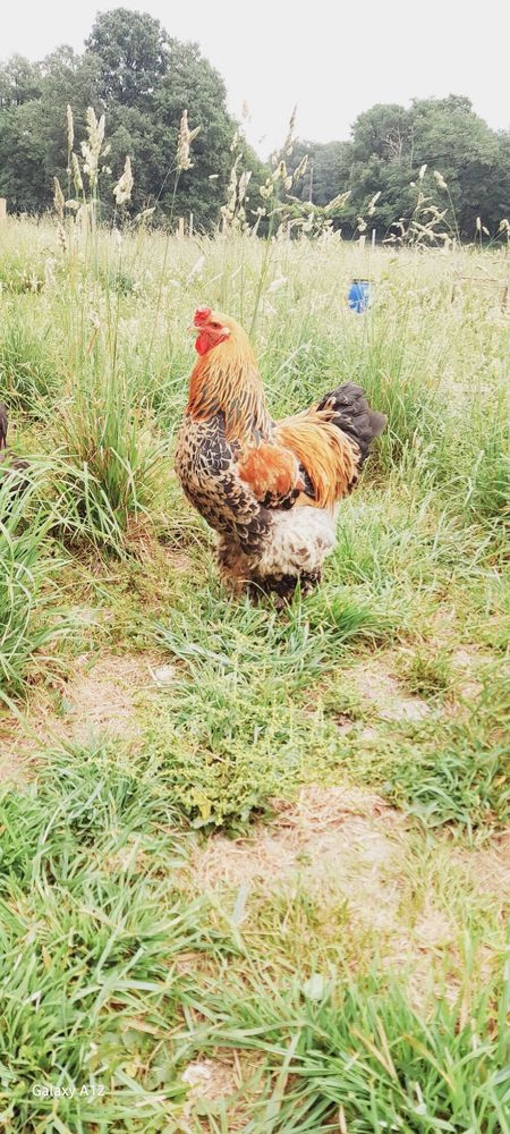 coqs Brahma Jardin