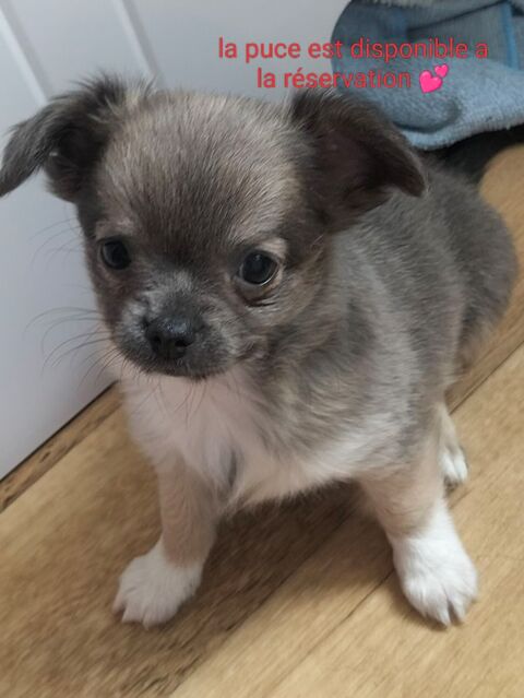 Chiot Femelle poi Long  a r&eacute;server  900 56800 Ploërmel