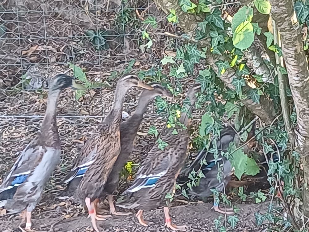   Canards coureurs indiens de 5 mois 