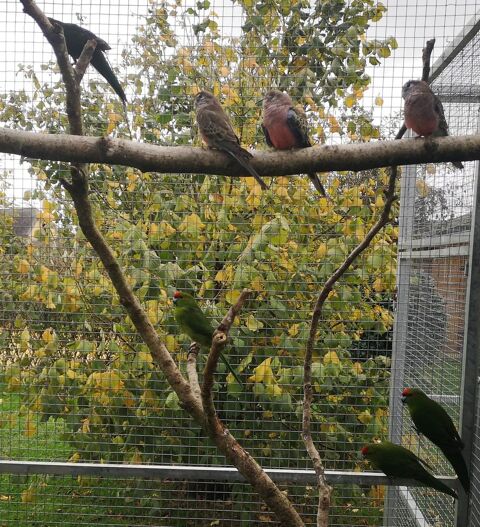 Cède Kakariki et bourke 40 56490 Guilliers