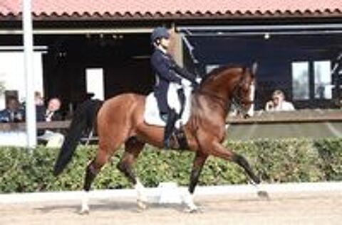   Saillies IAC Don Quichot BWP par Quite Easy & Reina Z 