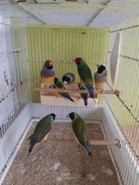  diamants de Gould. 