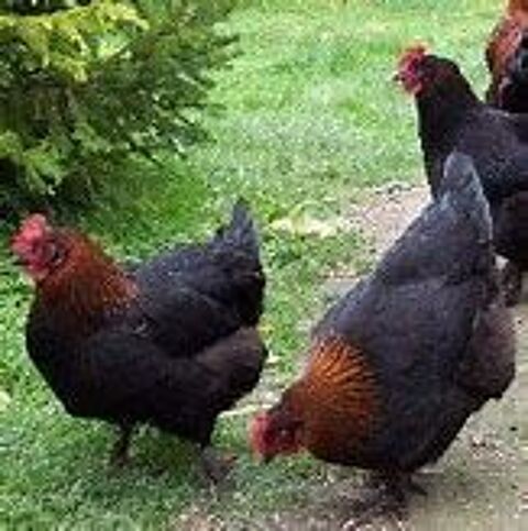   Poule marans oeuf couleur chocolat  