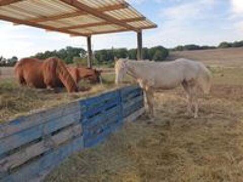   Pp paint horse,négatif au panel.manipule ,pare ,vacciné. 
