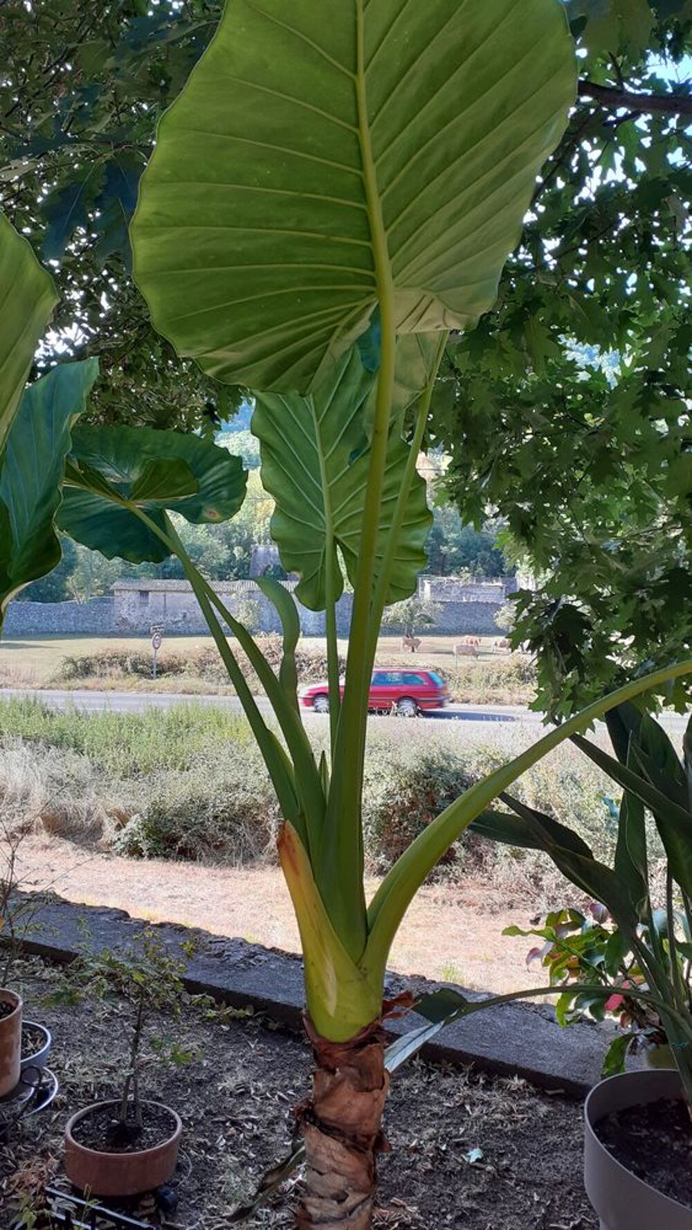 Plante oreille d'&eacute;l&eacute;phant ou Alocasia Jardin