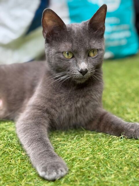 Donne très belle chatte entre des bonnes mains 0 91100 Corbeil-essonnes