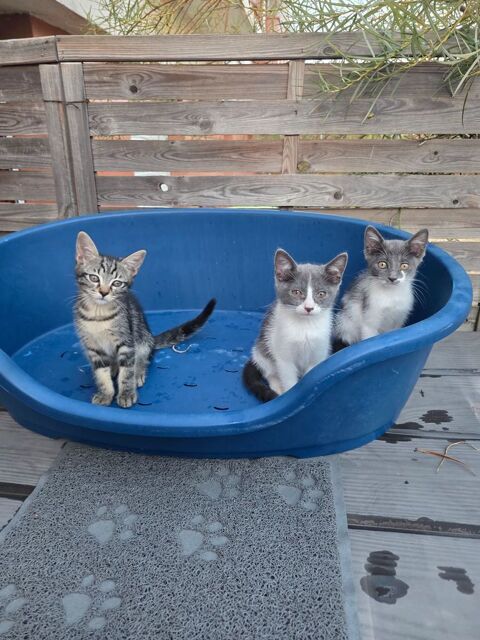 Magnifique chatons 0 26000 Valence