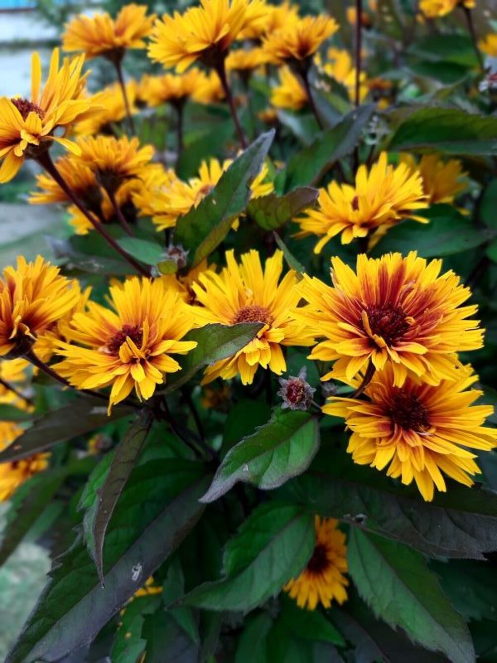 H&eacute;liopsis Funcky Spinner graines Jardin