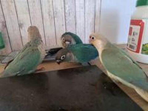   Conures molinae EAM 