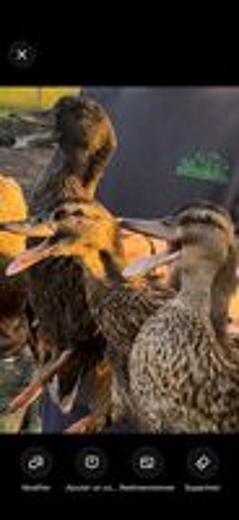   canard ornement 