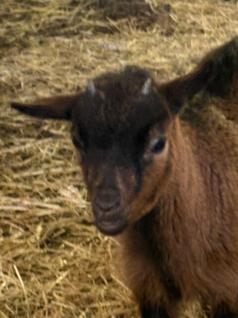 Petit bouc castre 50 59173 Renescure