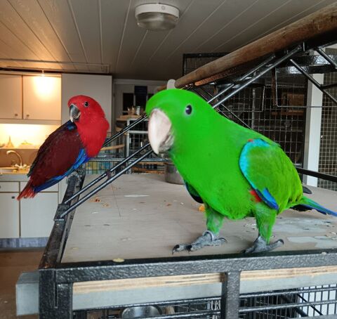 Eclectus &eacute;lev&eacute; &agrave;  la main 650 85150 Landeronde