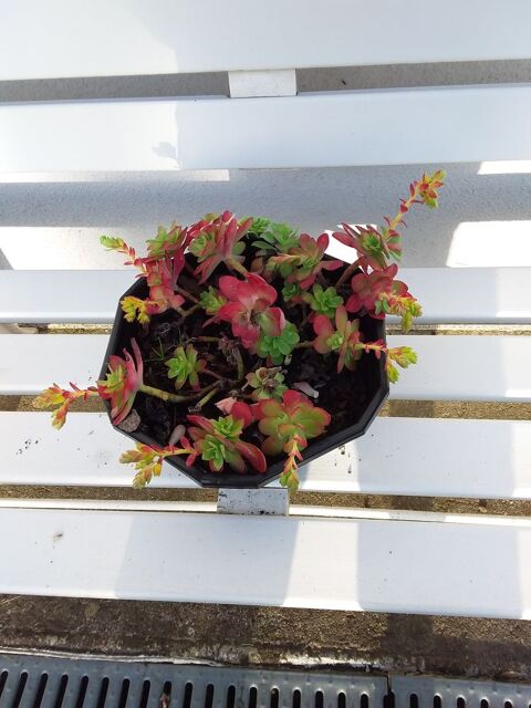 Plante. 5 Tournay (65)