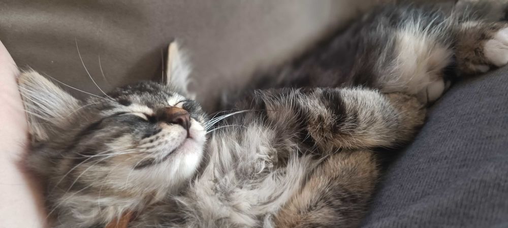   Adorable chatons 