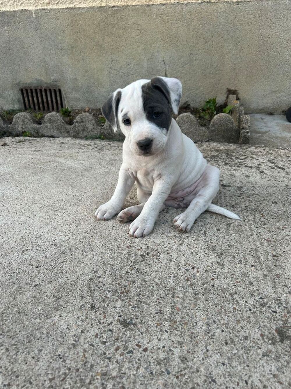   Staffie 