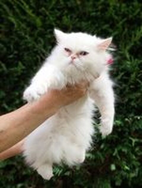   Chaton Persan 