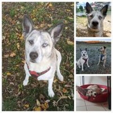   Chien GAZY  l adoption 