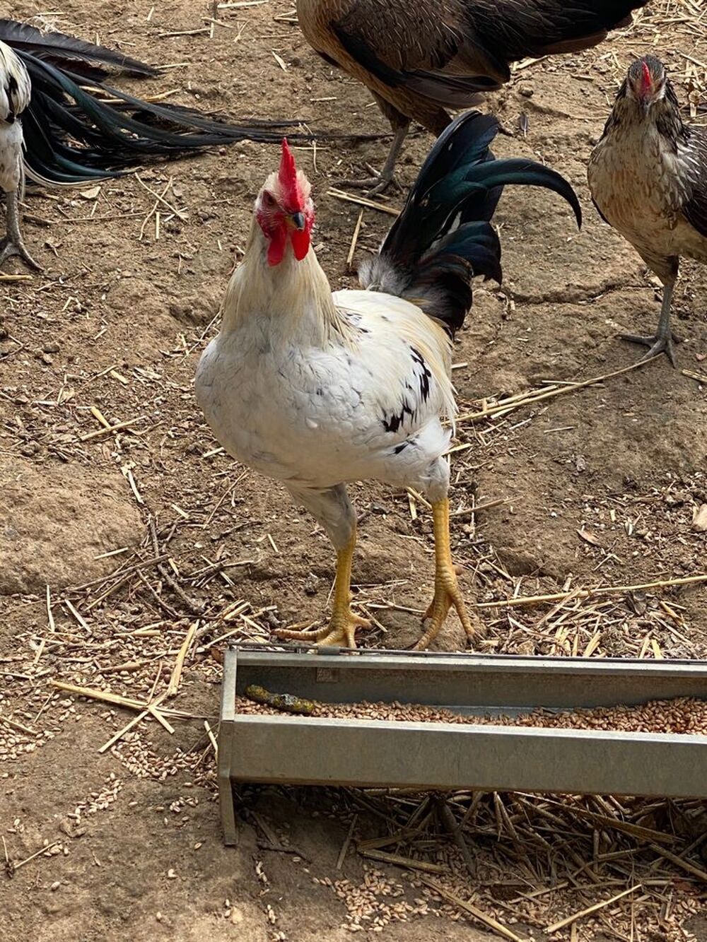   Donne gratuitement jeune coq de 2026.  