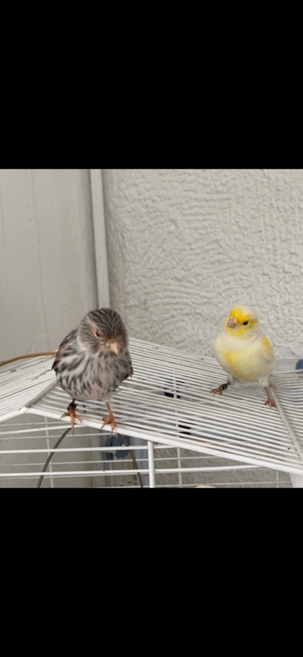   Couple de canaris  