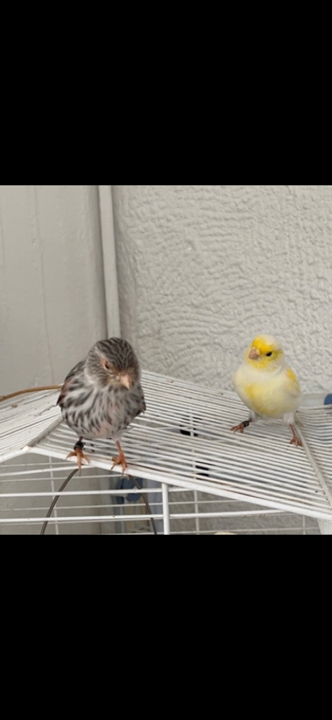 Couple de canaris 80 11100 Narbonne