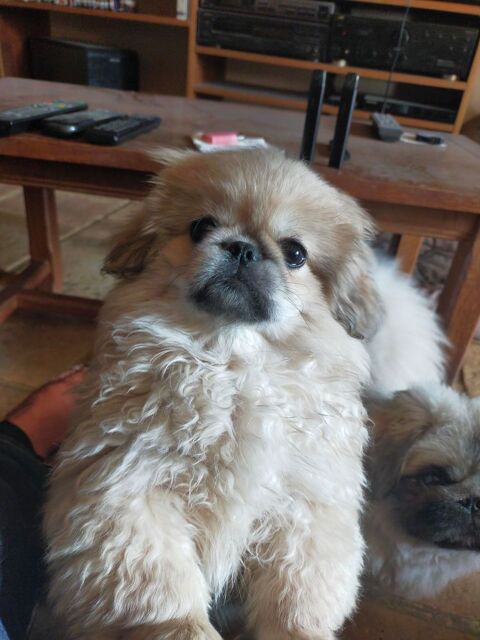 Chiot P&eacute;kinois  0 52190 Villegusien-le-lac