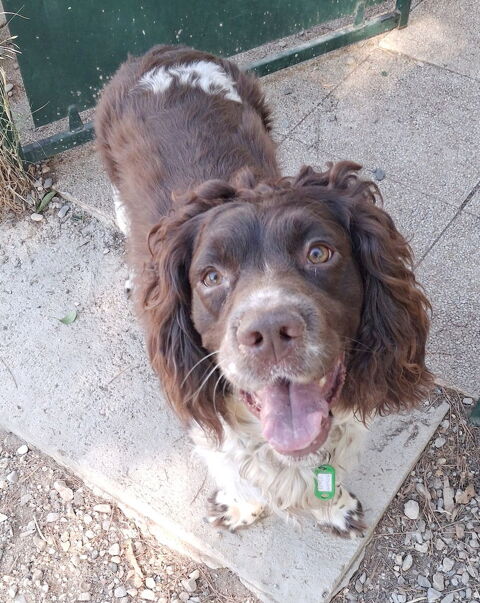 Renzo est &agrave; l'adoption! 0 34000 Montpellier