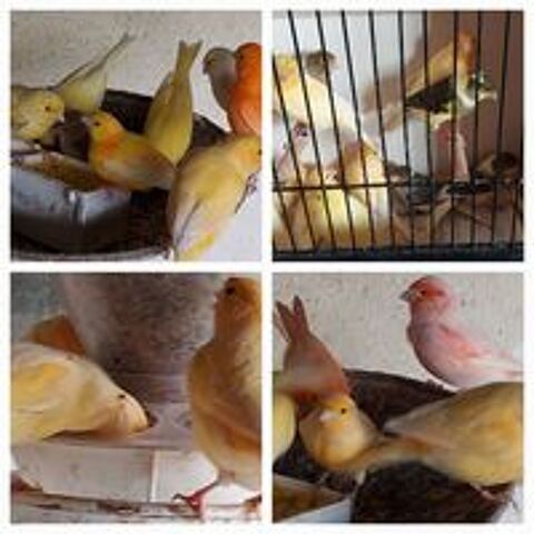   Canaris+chanteurs+et+reproducteurs 