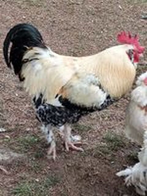   Coq FAVEROLLES 