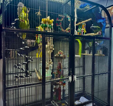 Grande voli�re double avec accessoires complets 1600 Saint-Pierre-l�s-Elbeuf (76)