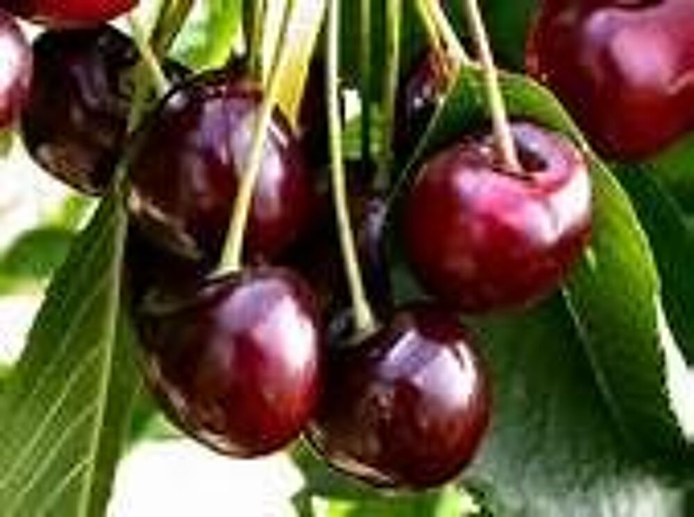 1 plant de cerisier bigarreau burlat Jardin