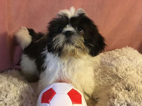 Shih tzu 8mois 650 86220 Les ormes