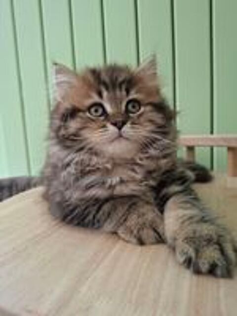   Chaton 