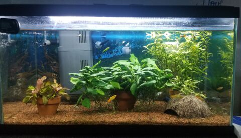 Jeunes poissons d'aquarium 0 68600 Volgelsheim