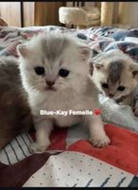   Chatons British Shorthair  