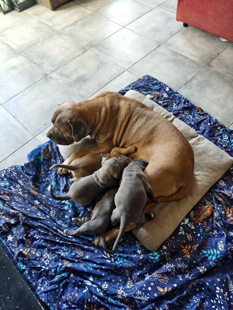 Chiots LOF Cane Corso 2000 41130 Meusnes