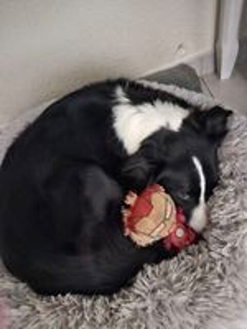   Cherche petits chiens à garder  
