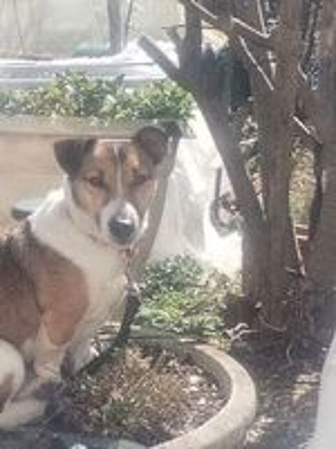   Jack Russell Terrier Tricolore 