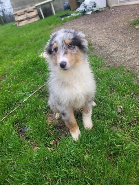 Chiot berger australien 1000 85440 Avrill�