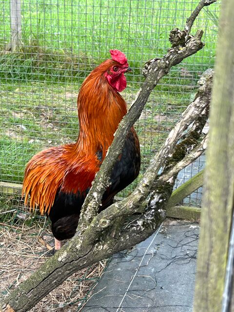 Cède Coq Araucana de 2ans. 20 27350 trville